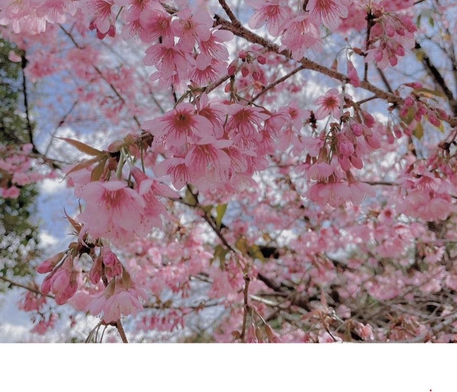 CNX cherry blossom