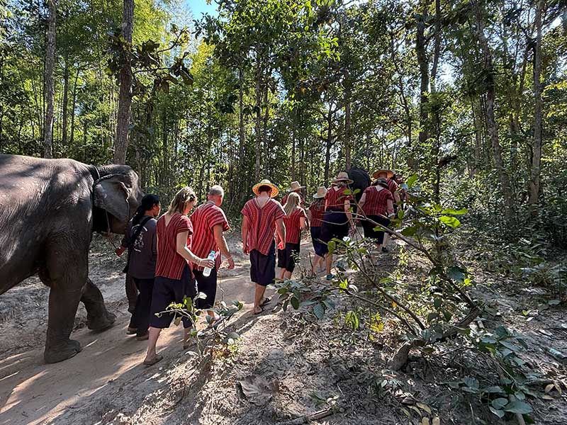 Mae Rim Elephant Home Elephant Care：參加者跟隨大象在森林散步