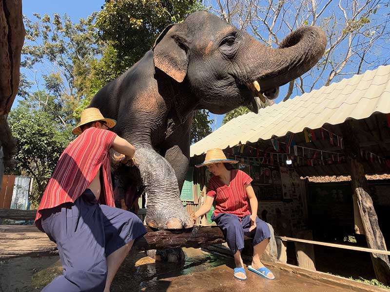 Mae Rim Elephant Home Elephant Care：大象足部護理體驗