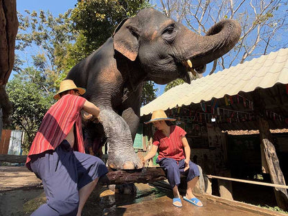 Mae Rim Elephant Home Elephant Care：大象足部護理體驗