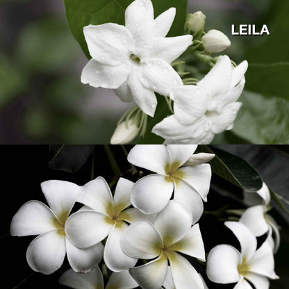 KARMAKAMET Leila 雞蛋花・茉莉 官方香調示意圖（非商品包裝照片）