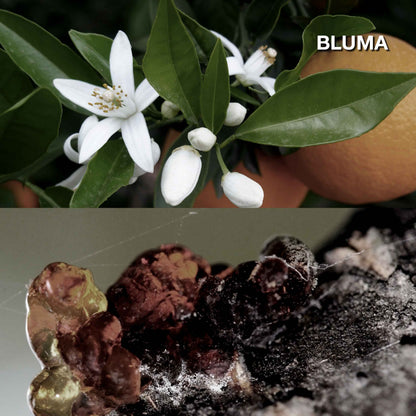KARMAKAMET Bluma 橙花・琥珀 官方香調示意圖（非商品包裝照片）