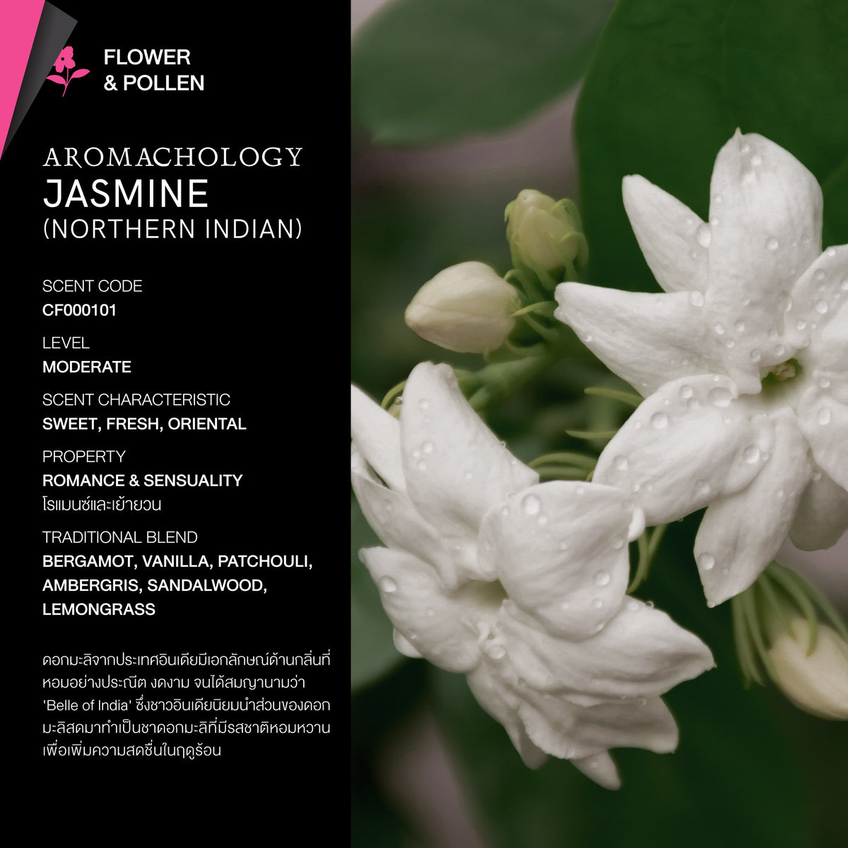 KARMAKAMET Northern Indian Jasmine 北印度茉莉 官方香調示意圖（非商品包裝照片）