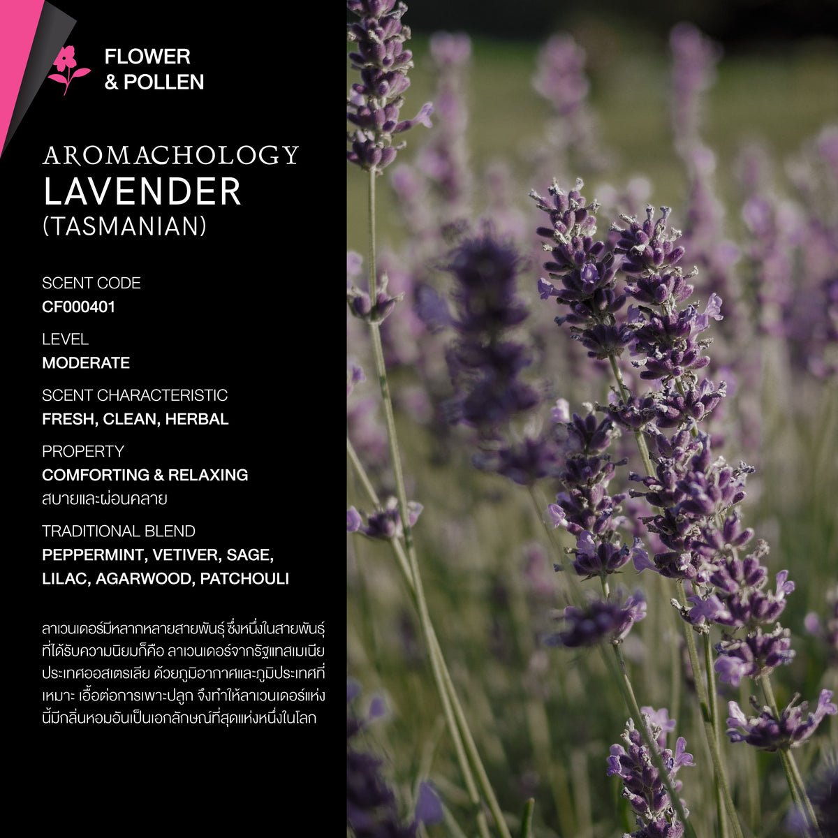KARMAKAMET Tasmanian Lavender 塔斯曼尼亞薰衣草 官方香調示意圖（非商品包裝照片）